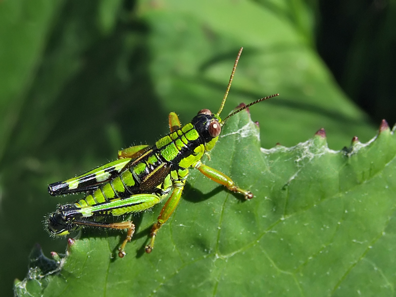 Miramella alpina