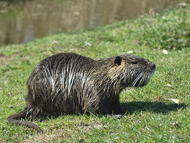 Myocastor coypus