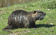 Myocastor coypus