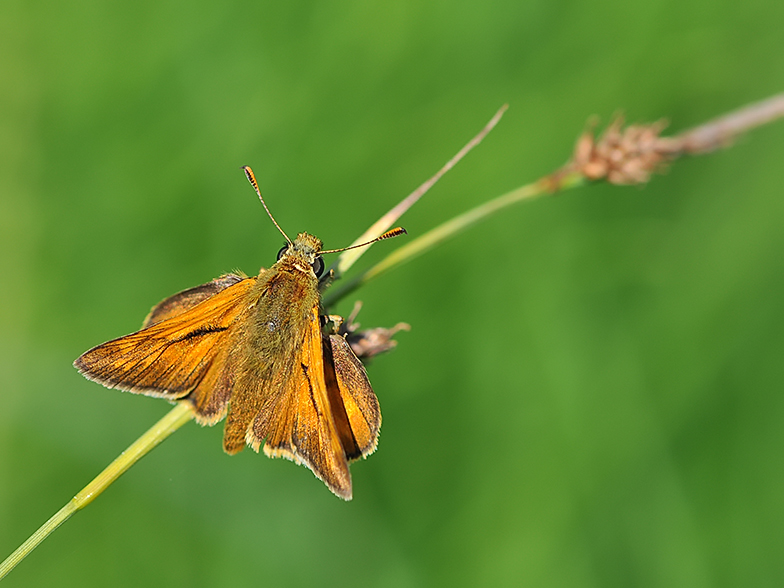 Ochlodes venatus