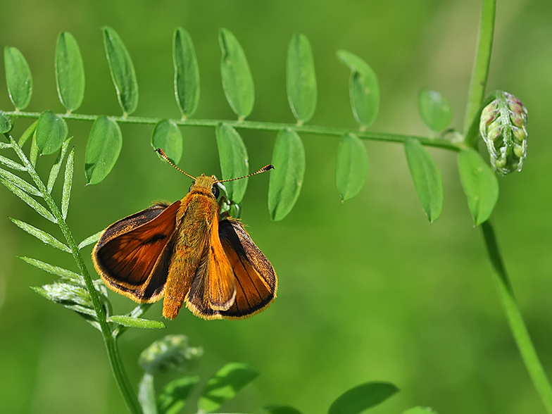 Ochlodes venatus