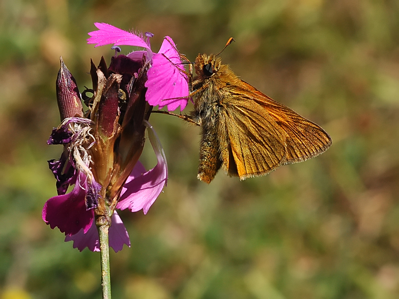 Ochlodes venatus