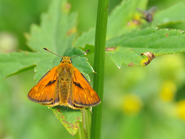 Ochlodes venatus