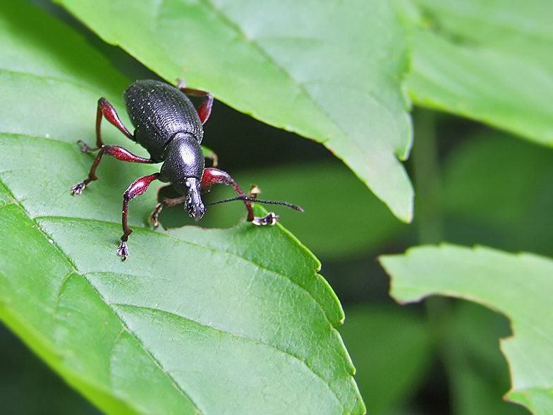 Otiorhynchus niger