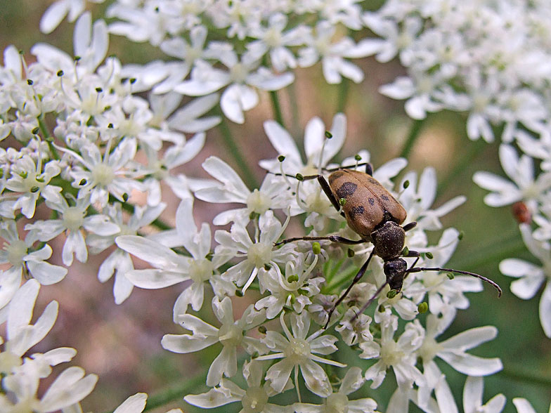 Pachytodes cerambyciformis