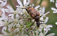 Pachytodes cerambyciformis