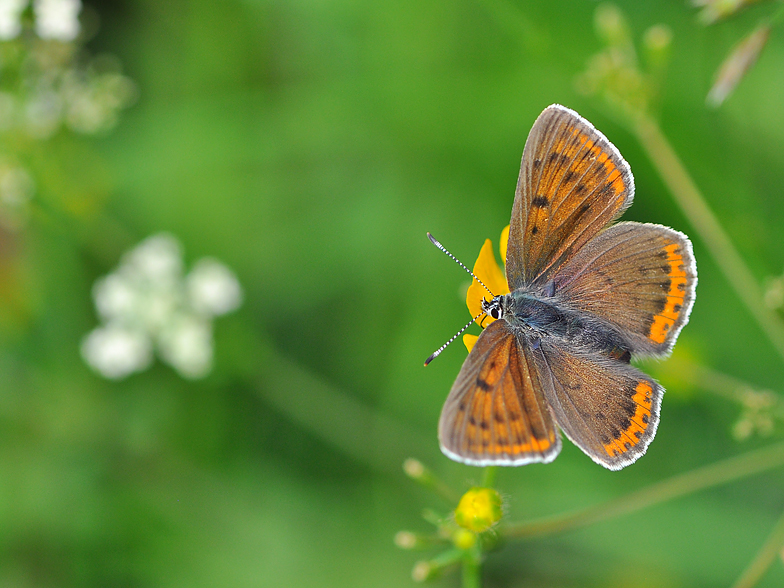 Palaeochrysophanus hippothoe