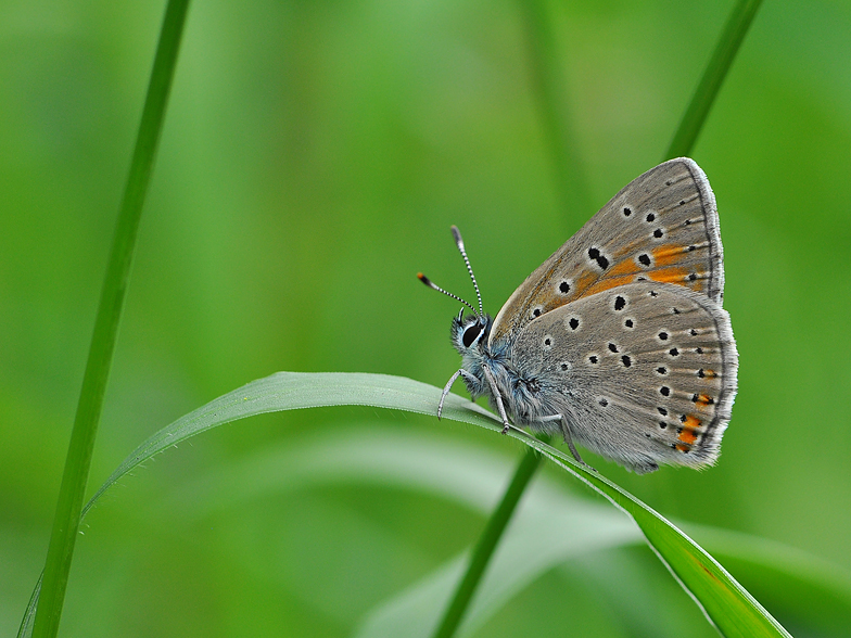 Palaeochrysophanus hippothoe