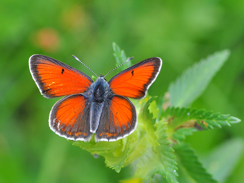 Palaeochrysophanus hippothoe