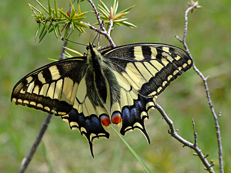 Papilio machaon