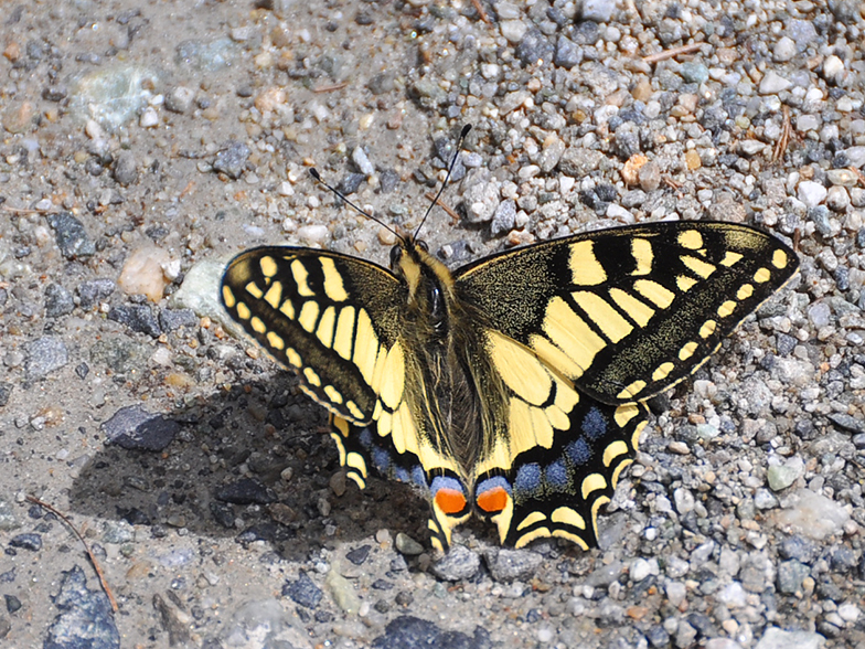 Papilio machaon