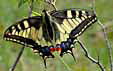 Papilio machaon