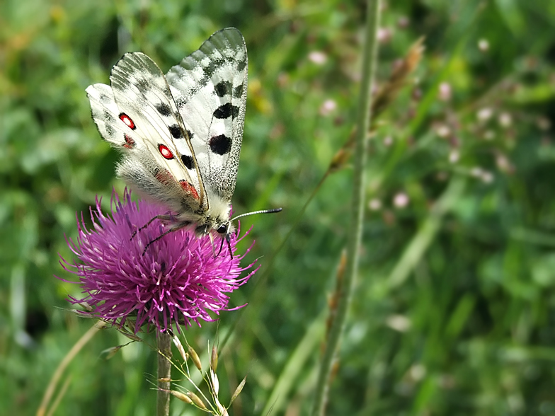 Parnassius apollo