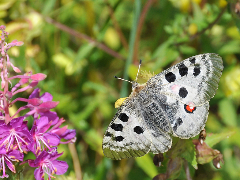 Parnassius apollo