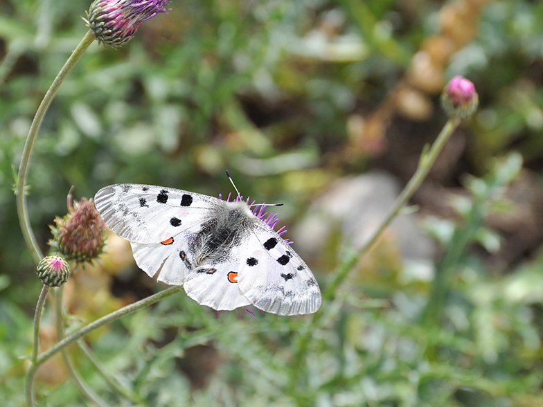 Parnassius apollo