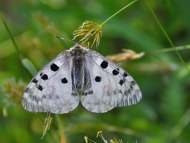 Parnassius apollo