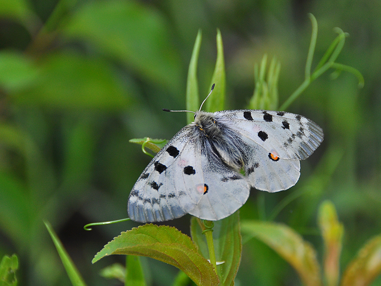 Parnassius apollo