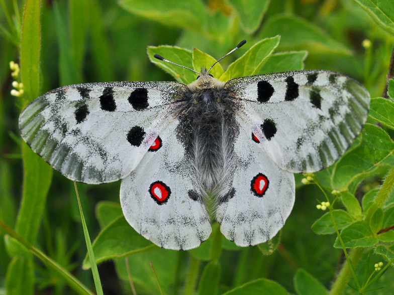 Parnassius apollo