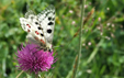 Parnassius apollo