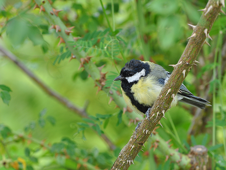 Parus major