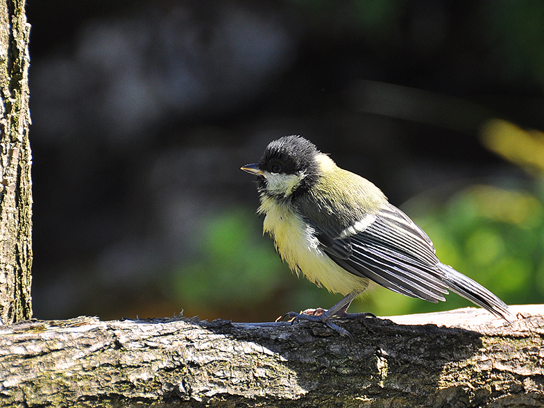 Parus major