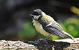 Parus major