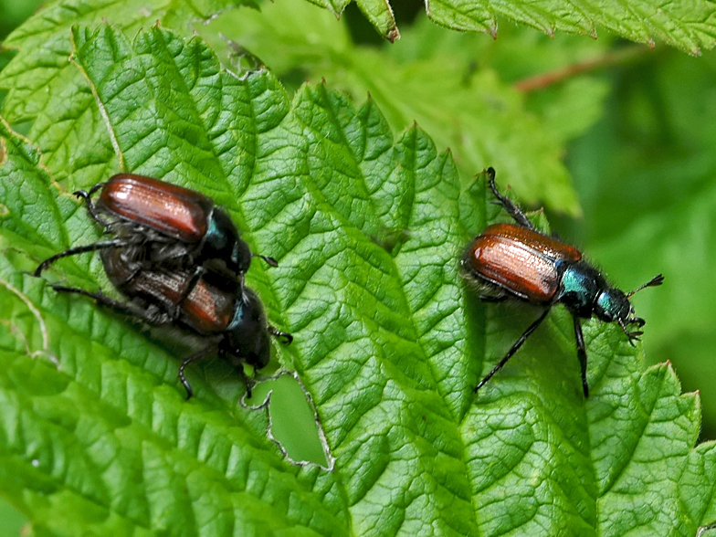 Phyllopertha horticola