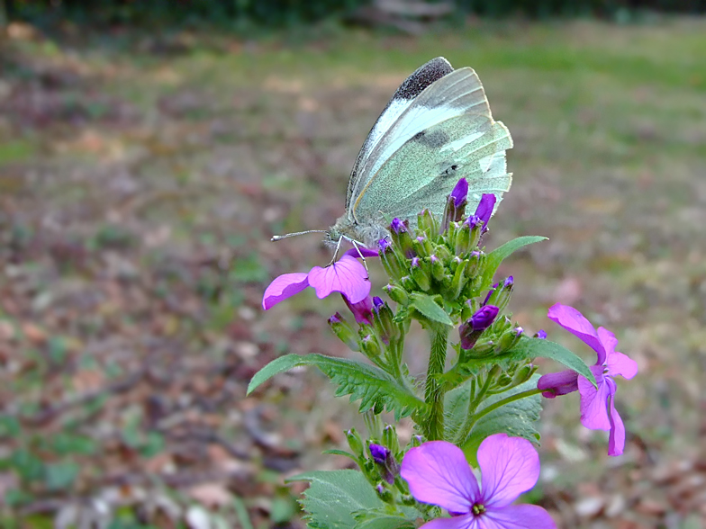 Pieris brassicae