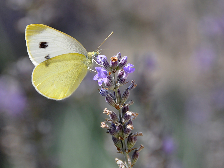 Pieris brassicae