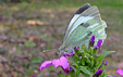 Pieris brassicae