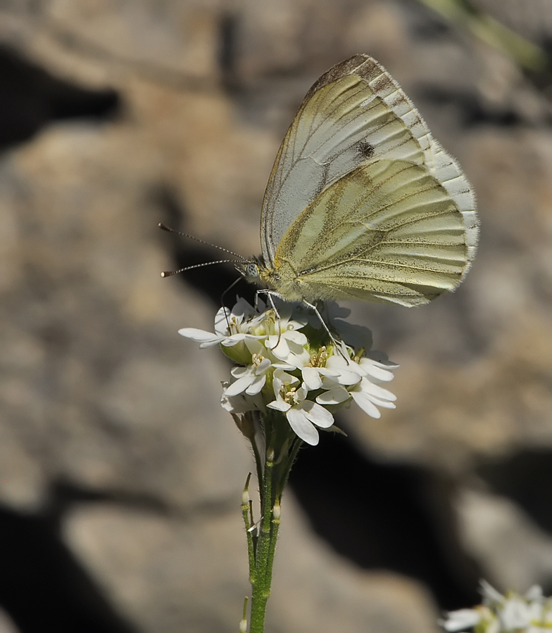 Pieris napi