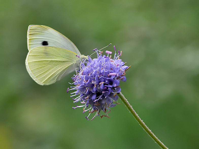 Pieris rapae