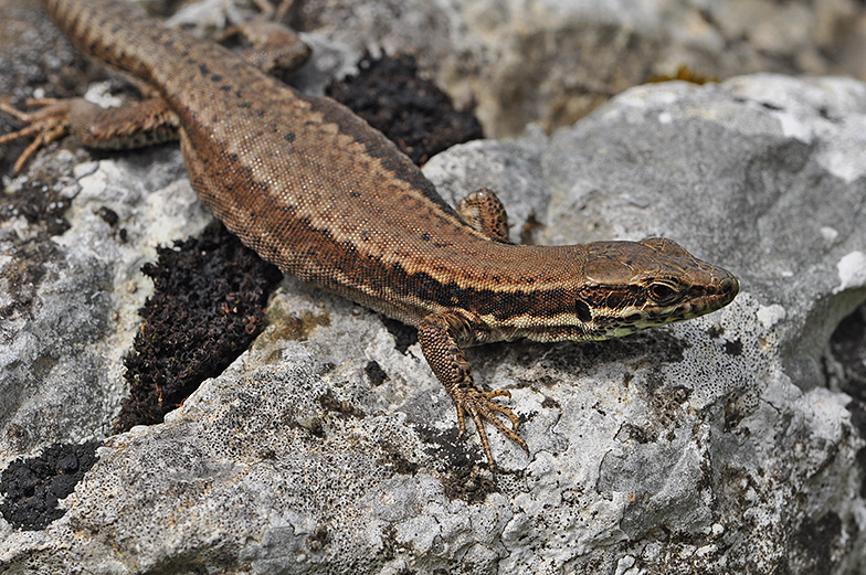 Podarcis muralis