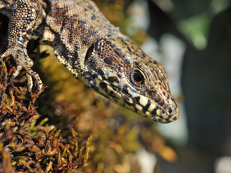 Podarcis muralis