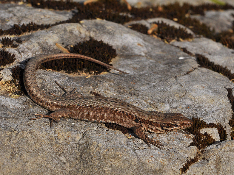 Podarcis muralis