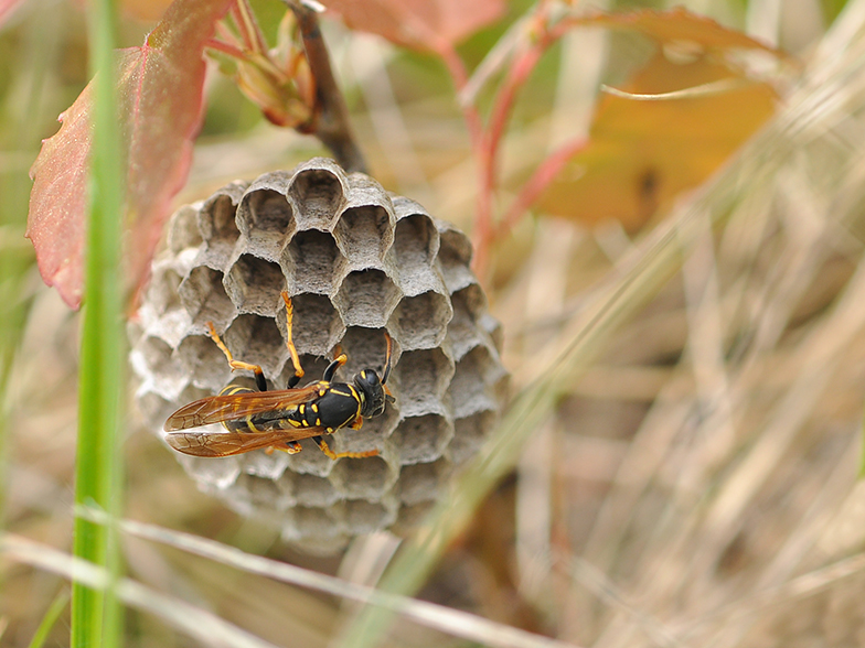 Polistes gallicus