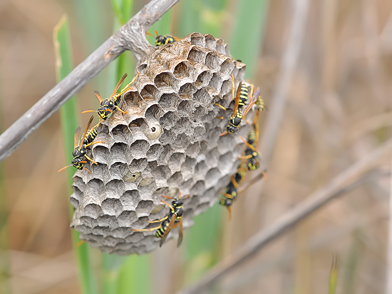 Pollistes gallicus