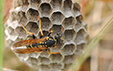 Polistes gallicus