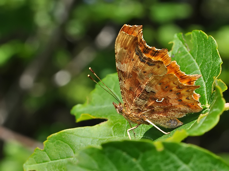 Polygonia c-album