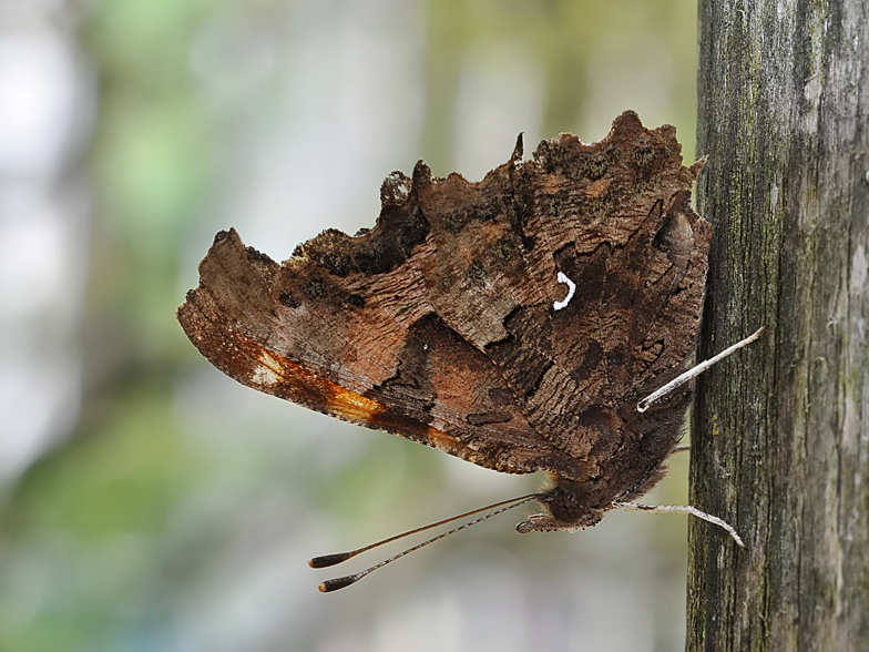 Polygonia c-album