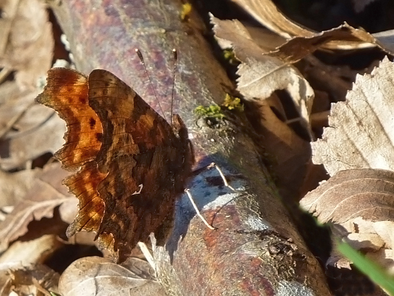 Polygonia c-album