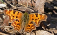 Polygonia c-album