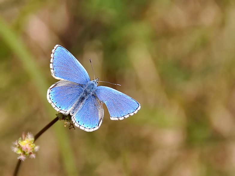 Polyommatus bellargus