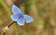 Polyommatus bellargus