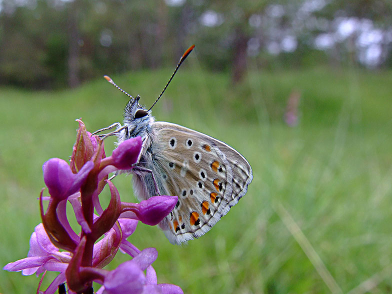 Polyommatus icarus