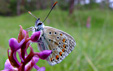 Polyommatus icarus