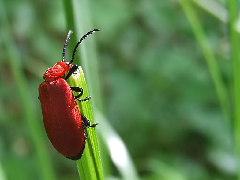 Pyrochroa serraticornis