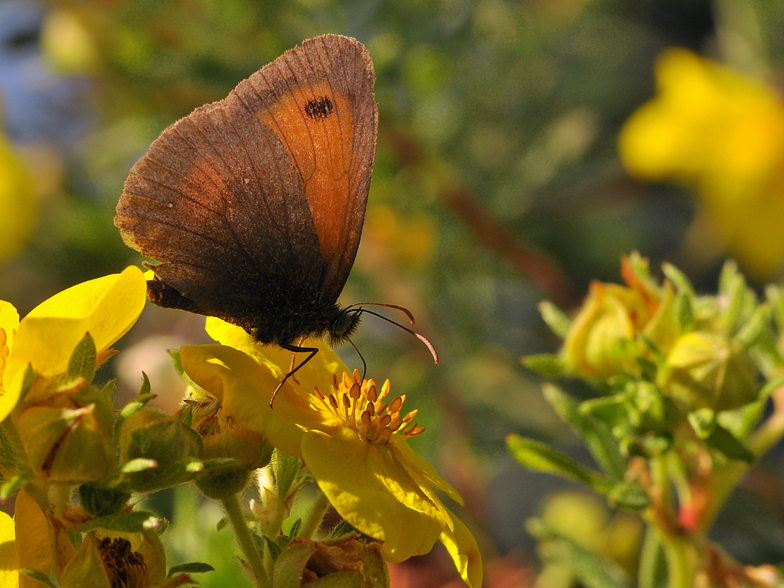 Pyronia tithonus