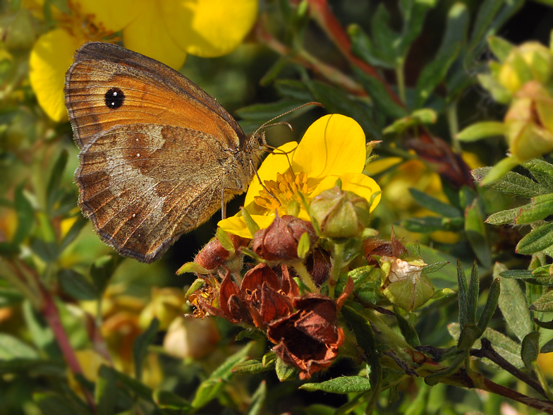 Pyronia tithonus