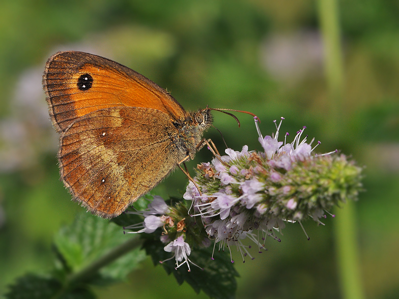 Pyronia tithonus